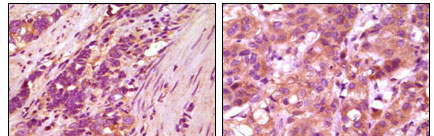 IHC - Fibulin 5 Antibody AO1062a